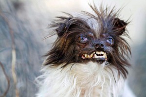 2014-world-ugliest-dog-contest-peanut.jpg